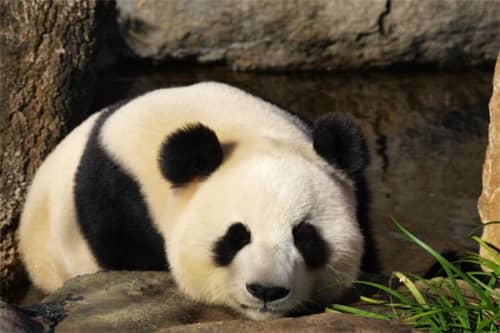 蚩尤坐骑是什么?